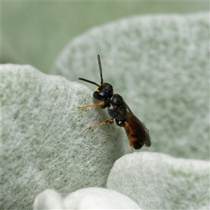 Hylaeus (Prosopisteron) littleri at Downer, ACT - 17 Oct 2024 11:20 AM