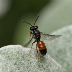 Hylaeus (Prosopisteron) littleri at Downer, ACT - 17 Oct 2024 11:20 AM