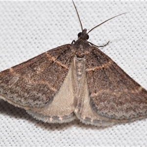 Dichromodes (genus) at Jerrabomberra, NSW - 17 Oct 2024