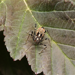 Pristhesancus plagipennis (Bee Killer Assassin Bug) at Downer, ACT - 17 Oct 2024 by RobertD