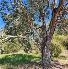 Eucalyptus polyanthemos (Red Box) at Fyshwick, ACT - 16 Oct 2024 by DianneClarke