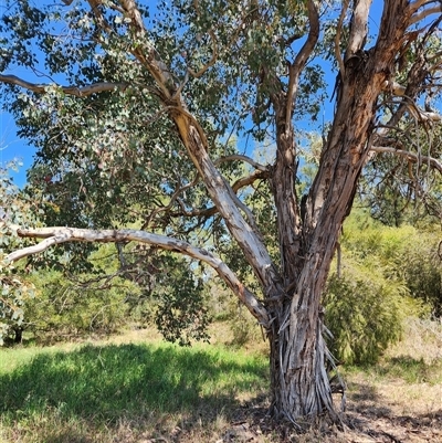 Eucalyptus polyanthemos (Red Box) at Fyshwick, ACT - 16 Oct 2024 by DianneClarke