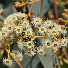 Eucalyptus polyanthemos at Fyshwick, ACT - 17 Oct 2024 10:49 AM