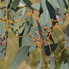 Eucalyptus polyanthemos at Fyshwick, ACT - 17 Oct 2024 10:49 AM