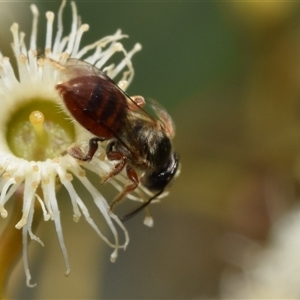 Lasioglossum (Homalictus) punctatus at Fyshwick, ACT - 17 Oct 2024