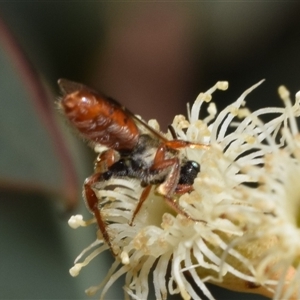 Lasioglossum (Homalictus) punctatus at Fyshwick, ACT - 17 Oct 2024