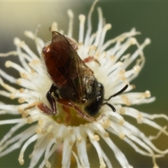 Lasioglossum (Homalictus) punctatus at Fyshwick, ACT - 17 Oct 2024