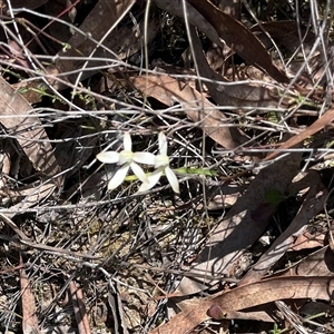 Caladenia dimorpha at Bruce, ACT by Waterlilly