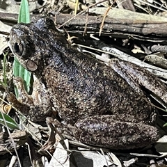 Litoria peronii (Peron's Tree Frog, Emerald Spotted Tree Frog) at Bonner, ACT - 16 Oct 2024 by Clarel