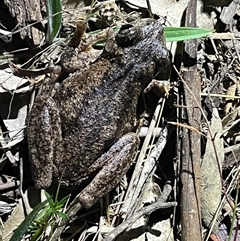 Litoria peronii at Bonner, ACT - 16 Oct 2024