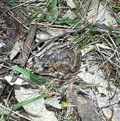 Litoria peronii at Bonner, ACT - 16 Oct 2024