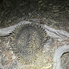 Tachyglossus aculeatus at Bonner, ACT - 16 Oct 2024