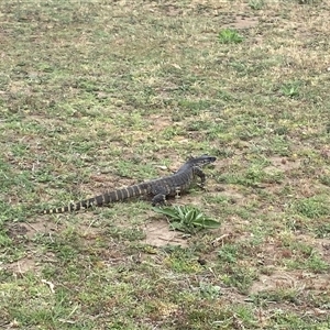 Varanus rosenbergi at Bunyan, NSW - 17 Oct 2024