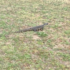 Varanus rosenbergi at Bunyan, NSW - 17 Oct 2024