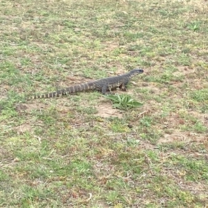 Varanus rosenbergi at Bunyan, NSW - 17 Oct 2024