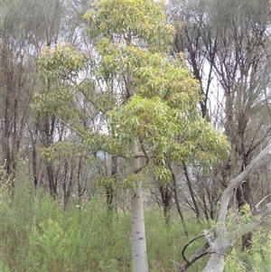 Brachychiton populneus at Conder, ACT - 7 Jan 2024