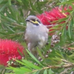 Caligavis chrysops (Yellow-faced Honeyeater) at Kangaroo Valley, NSW - 16 Oct 2024 by lbradley