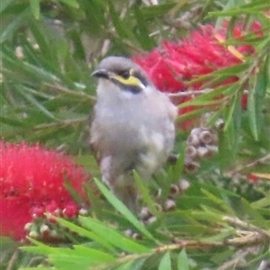 Caligavis chrysops at Kangaroo Valley, NSW - suppressed