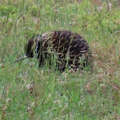 Tachyglossus aculeatus (Short-beaked Echidna) at Kangaroo Valley, NSW - 18 Oct 2024 by lbradley