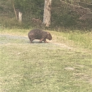 Vombatus ursinus at Kangaroo Valley, NSW - suppressed