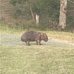 Vombatus ursinus at Kangaroo Valley, NSW - 17 Oct 2024