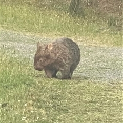 Vombatus ursinus at Kangaroo Valley, NSW - suppressed