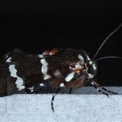Hecatesia fenestrata at Rosedale, NSW - 17 Oct 2024 09:52 PM