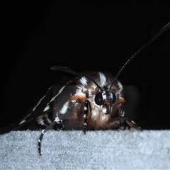 Hecatesia fenestrata at Rosedale, NSW - 17 Oct 2024 09:52 PM