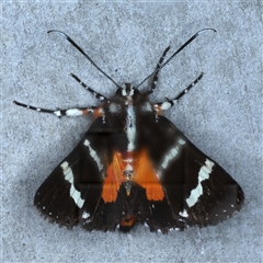 Hecatesia fenestrata at Rosedale, NSW - 17 Oct 2024 09:52 PM