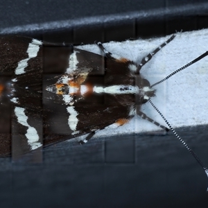 Hecatesia fenestrata at Rosedale, NSW - 17 Oct 2024 09:52 PM