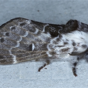 Genduara subnotata at Rosedale, NSW - 14 Oct 2024 08:21 PM