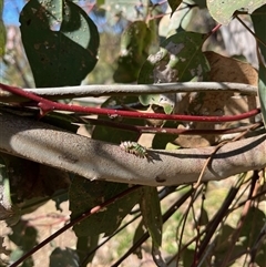 Doratifera oxleyi at Heathcote, VIC - 14 Oct 2024 by hackettganggang