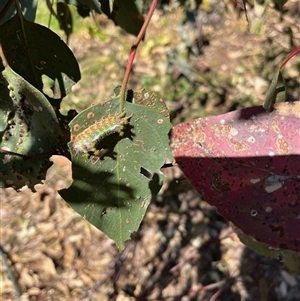 Doratifera oxleyi at Heathcote, VIC - 14 Oct 2024 11:51 AM