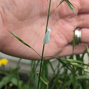 Tipanaea patulella at Nerriga, NSW - 5 Jan 2024