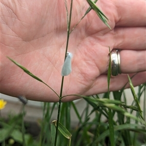 Tipanaea patulella at Nerriga, NSW - 5 Jan 2024