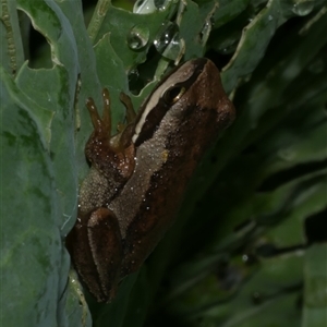 Litoria ewingii (Ewing's Tree Frog) at Freshwater Creek, VIC by WendyEM