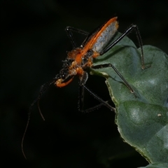 Gminatus australis (Orange assassin bug) at Freshwater Creek, VIC - 2 Jan 2021 by WendyEM