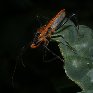 Gminatus australis at Freshwater Creek, VIC - 2 Jan 2021