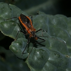 Gminatus australis at Freshwater Creek, VIC - 2 Jan 2021