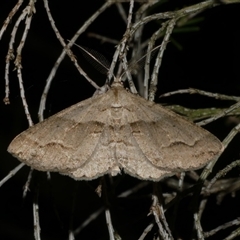 Syneora fractata (Ennominae) at Freshwater Creek, VIC - 11 Jan 2021 by WendyEM