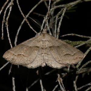 Syneora fractata at Freshwater Creek, VIC - 11 Jan 2021 11:01 PM