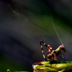 Torbia viridissima (Gum Leaf Katydid) at Congo, NSW - 17 Oct 2024 by amarsh