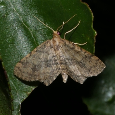 Poecilasthena scoliota (A Geometer moth (Larentiinae)) at Freshwater Creek, VIC - 11 Jan 2021 by WendyEM