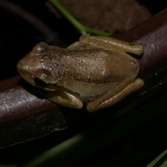 Litoria ewingii (Ewing's Tree Frog) at Freshwater Creek, VIC - 11 Jan 2021 by WendyEM