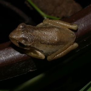 Litoria ewingii at Freshwater Creek, VIC - 11 Jan 2021