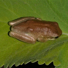 Litoria ewingii (Ewing's Tree Frog) at Freshwater Creek, VIC - 11 Jan 2021 by WendyEM