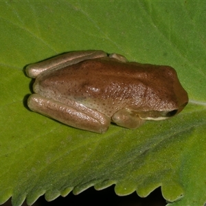 Litoria ewingii at Freshwater Creek, VIC - 11 Jan 2021 10:38 PM