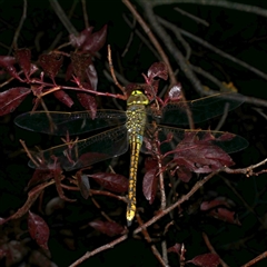 Anax papuensis (Australian Emperor) at Freshwater Creek, VIC - 11 Jan 2021 by WendyEM