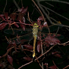 Anax papuensis (Australian Emperor) at Freshwater Creek, VIC - 11 Jan 2021 by WendyEM