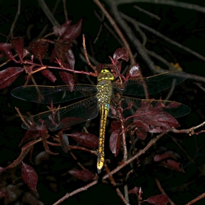 Anax papuensis at Freshwater Creek, VIC - 11 Jan 2021 10:34 PM